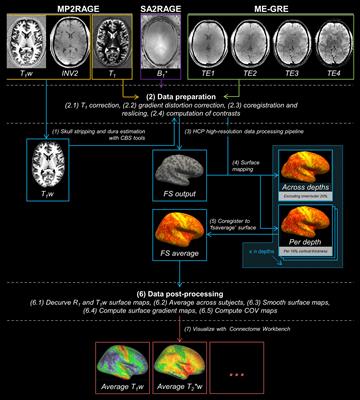 Reproducibility and Reliability of Quantitative and Weighted T1 and T2∗ Mapping for Myelin-Based Cortical Parcellation at 7 Tesla